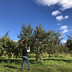 Sunset Valley Orchard and The Apple Branch - Apple picking
