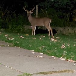 Dumont Arboretum - A happy buck I saw grazing
