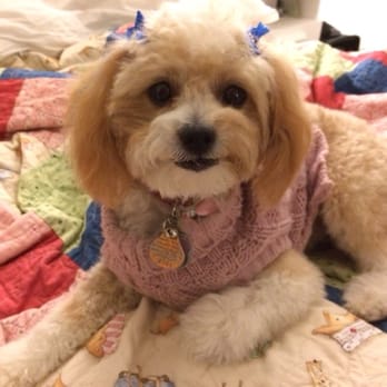 My Pet Garden - My sweet Koko after her grooming! She looks adorable!! Thank you guys - Pet Stores Near Me - Pasadena, California