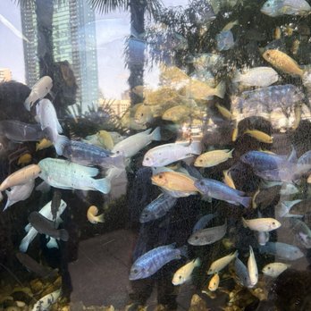 The Dallas World Aquarium - African cichlids in extremely small enclosure - Aquariums Near Me - Dallas, Texas The Dallas World Aquarium - African cichlids in extremely small enclosure - Aquariums Near Me - Dallas, Texas