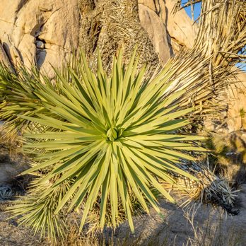 Joshua Tree Workshops - Photography Classes Near Me