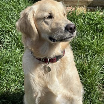 One Day Dog Training - 6mo old Jack - Pet Training Near Me One Day Dog Training - 6mo old Jack - Pet Training Near Me