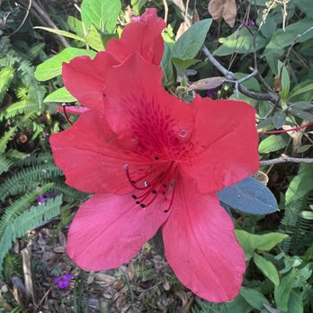 A. L. Anderson Park - Flowers in the woods in the park! - Parks Near Me - Tarpon Springs, Florida A. L. Anderson Park - Flowers in the woods in the park! - Parks Near Me - Tarpon Springs, Florida