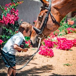 kfi showjumping
