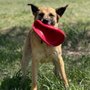 Photo of Tumbleweed Country Kennel