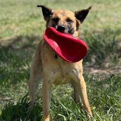 Tumbleweed Country Kennel