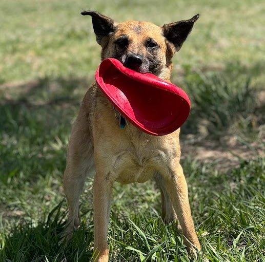 Tumbleweed Country Kennel - pet boarding facility in Fountain, CO