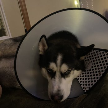 Blackhawk Veterinary Hospital - Kilo not feeling very well.. :( - Veterinarians Near Me - Cheney, Washington Blackhawk Veterinary Hospital - Kilo not feeling very well.. :( - Veterinarians Near Me - Cheney, Washington