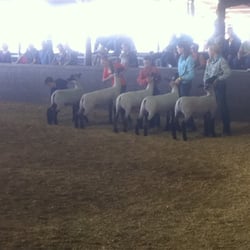Eastern New Mexico State Fair - Sheep Beauty pageant