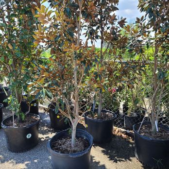 Houston Garden Centers - Pretty bare - Nurseries & Gardening Near Me - League City, Texas Houston Garden Centers - Pretty bare - Nurseries & Gardening Near Me - League City, Texas