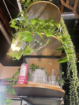 Kove Brewing by null