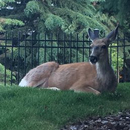 A deer resting outside of spa.