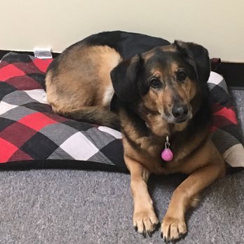 Playful Paws - Just boarding for the week in style! - Pet Boarding Near Me - Arnold, Missouri Playful Paws - Just boarding for the week in style! - Pet Boarding Near Me - Arnold, Missouri