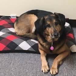Playful Paws - Just boarding for the week in style!