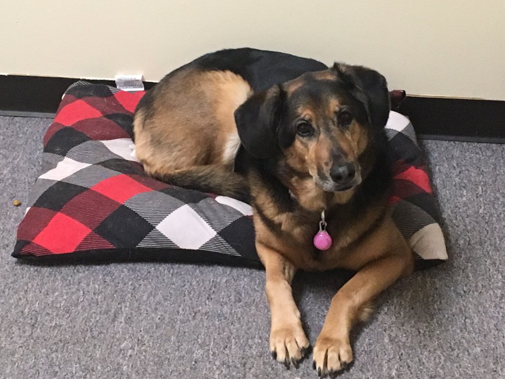 Playful Paws - pet boarding facility in Arnold, MO