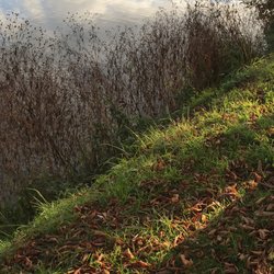 Großer Teich mit Inselzoo