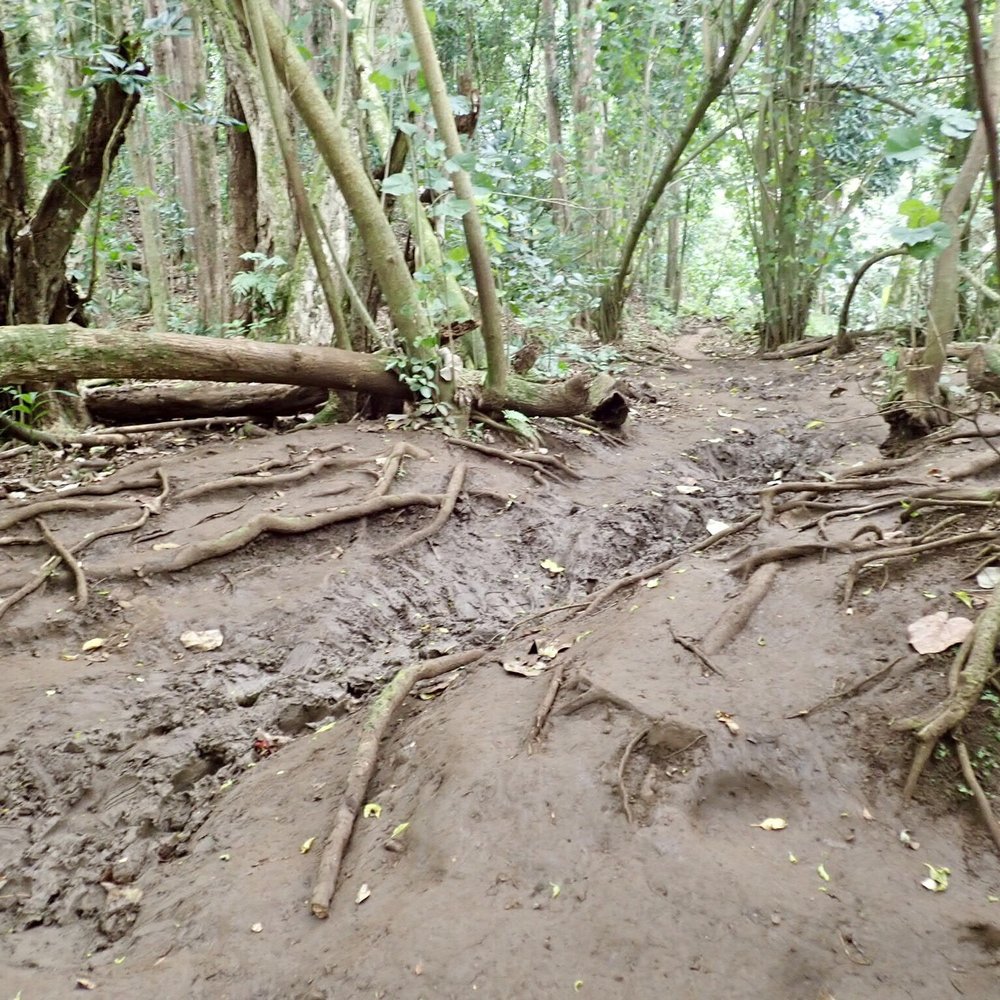 Kayak Wailua Tours - Muddy and uneven trail - Tours Near Me - Kapaa, Hawaii