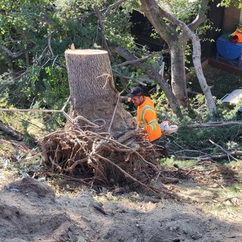 Happy's Tree Services - Tree Services Near Me - Whittier , California