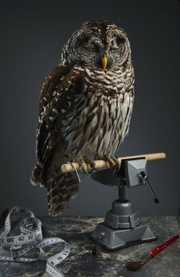 Prey Taxidermy by null
