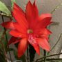 Goin To Pot Orchids and Repotting Service