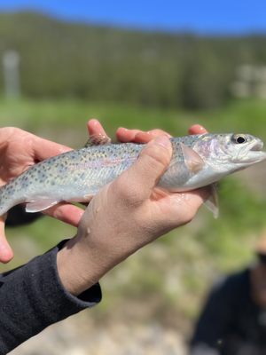 Gallatin River Guides by null