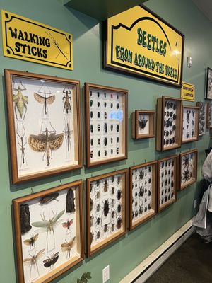 The Original Mackinac Island Butterfly House & Insect World by null