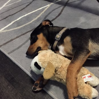 DoGone Fun Resort - My pooped little lady after daycare - Pet Groomers Near Me - Chicago, Illinois