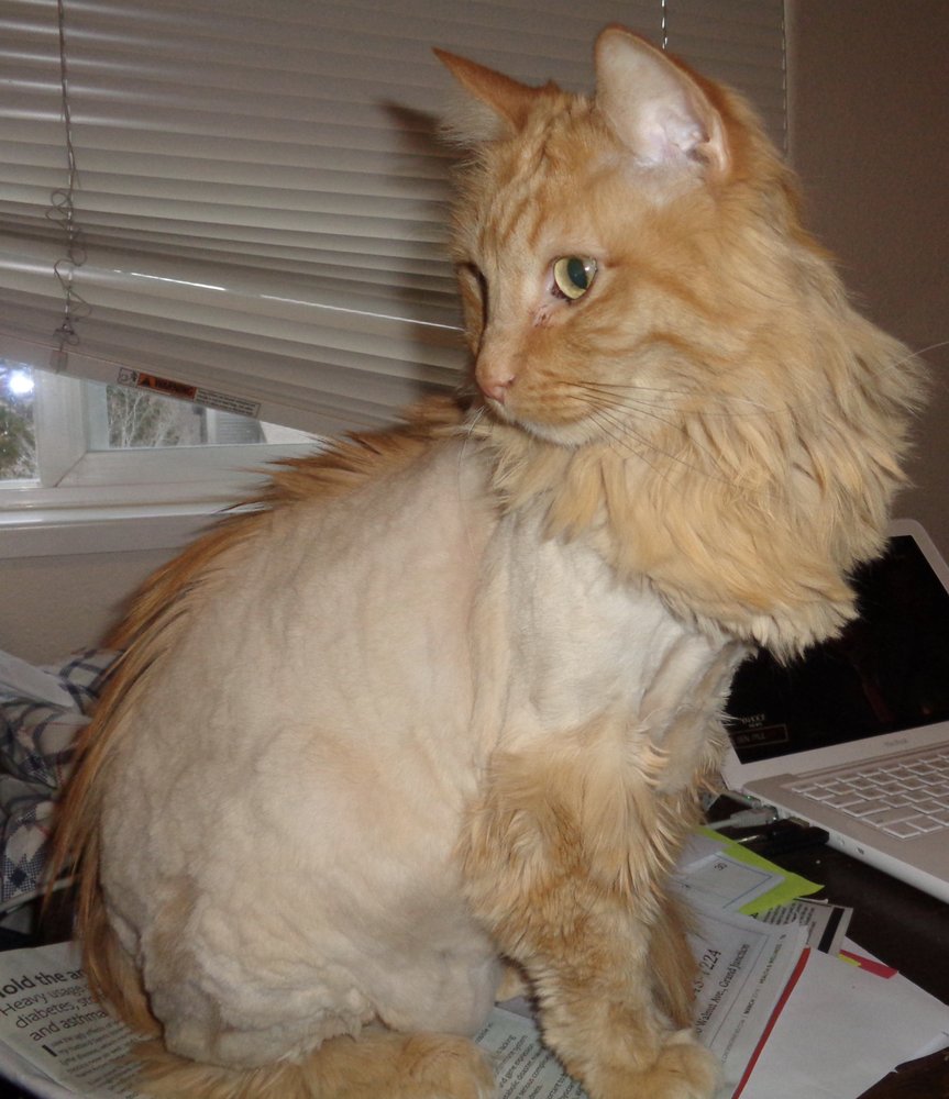 SCALLYWAGS PET SALON 14 Photos 2518 Broadway B4, Grand Junction