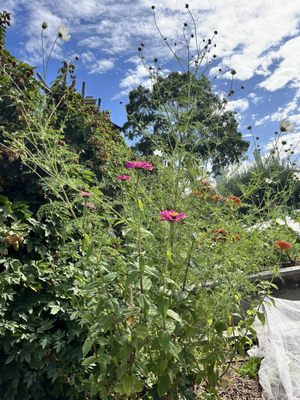 Royal Botanic Gardens Victoria - Melbourne Gardens by null