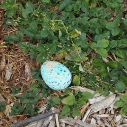 Beacon Food Forest - A painted rock decoration in the food forest.