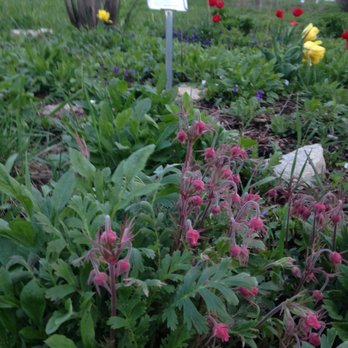 Natives Haven Nursery - Prairie Smoke - Gardeners Near Me - Harvard, Illinois Natives Haven Nursery - Prairie Smoke - Gardeners Near Me - Harvard, Illinois