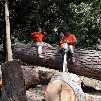 Franco's Lawn & Tree Service - Tree Services Near Me Franco's Lawn & Tree Service - Tree Services Near Me