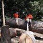 Photo of Franco's Lawn & Tree Service