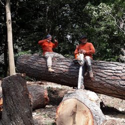 Franco's Lawn & Tree Service