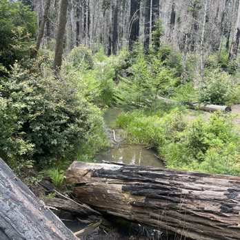 Big Basin Redwoods State Park - Parks Near Me - Boulder Creek, California