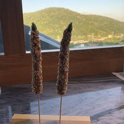 Y's Lounge - Asparagus