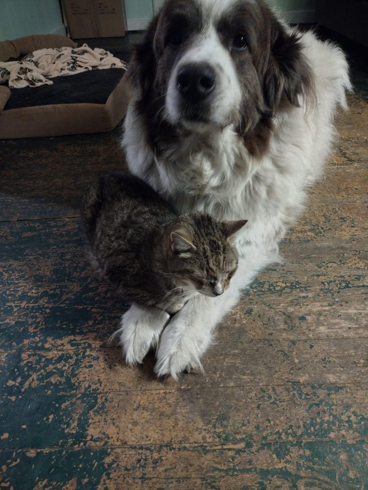 Whiskers N’ Chill Pet Sitting - pet boarding facility in Clinton, TN