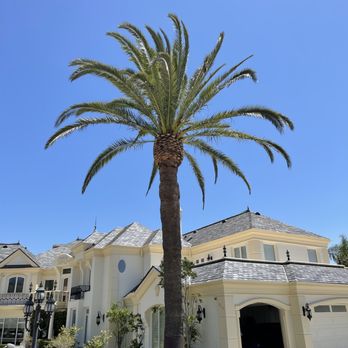 Al’s Tree Service & Landscapes - Inputting a correct pruning not only enhances the look of it but will extend a Date palm's lifespan. - Tree Services Near Me Al’s Tree Service & Landscapes - Inputting a correct pruning not only enhances the look of it but will extend a Date palm's lifespan. - Tree Services Near Me