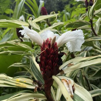 Waimea Valley - Venues & Event Spaces Near Me - Haleiwa, Hawaii Waimea Valley - Venues & Event Spaces Near Me - Haleiwa, Hawaii