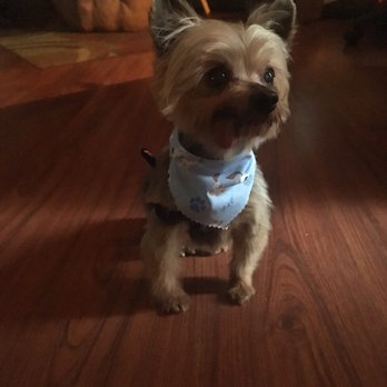 Michelle's Dog Grooming - Pet Services Near Me - Claremont, California