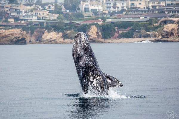 Davey's Locker Whale Watching & Sportfishing by null