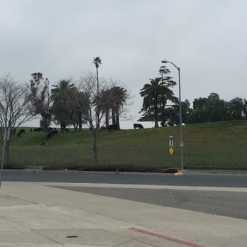 BART - North Concord/Martinez Station - Random cows showed up today! - Public Transportation Near Me - Concord, California BART - North Concord/Martinez Station - Random cows showed up today! - Public Transportation Near Me - Concord, California
