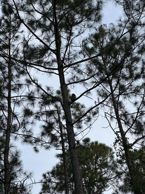 Stephen C Foster State Park by null