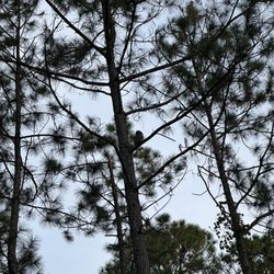 Stephen C Foster State Park - Wild