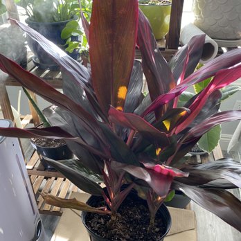 Interior Gardens - Our new addition from Interior Gardens - Nurseries & Gardening Near Me - Las Vegas, Nevada