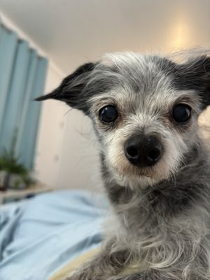 Copper Star Coffee by null