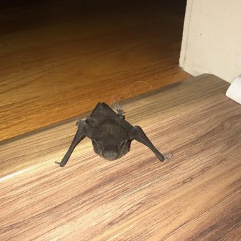 ASAP Wildlife Control and Removal - ~ Unwanted House Guest! ~ - Pest Control Near Me ASAP Wildlife Control and Removal - ~ Unwanted House Guest! ~ - Pest Control Near Me