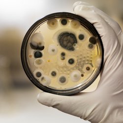Asbestways Service - Mold can be a hazard both to your health and the structure of your property.  Mold inspection and remediation is the first line of defense.