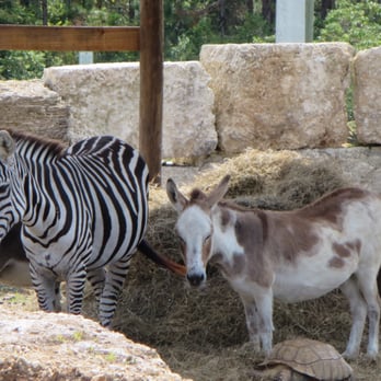 Everglades Outpost - Zebra and donkey - Zoos Near Me - Homestead, Florida Everglades Outpost - Zebra and donkey - Zoos Near Me - Homestead, Florida