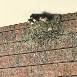 Long Animal Clinic - Swallow nest at Longs...